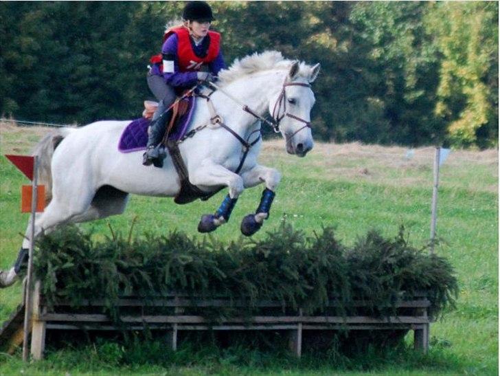 Holstener Quintina  - CNC 90  billede 2