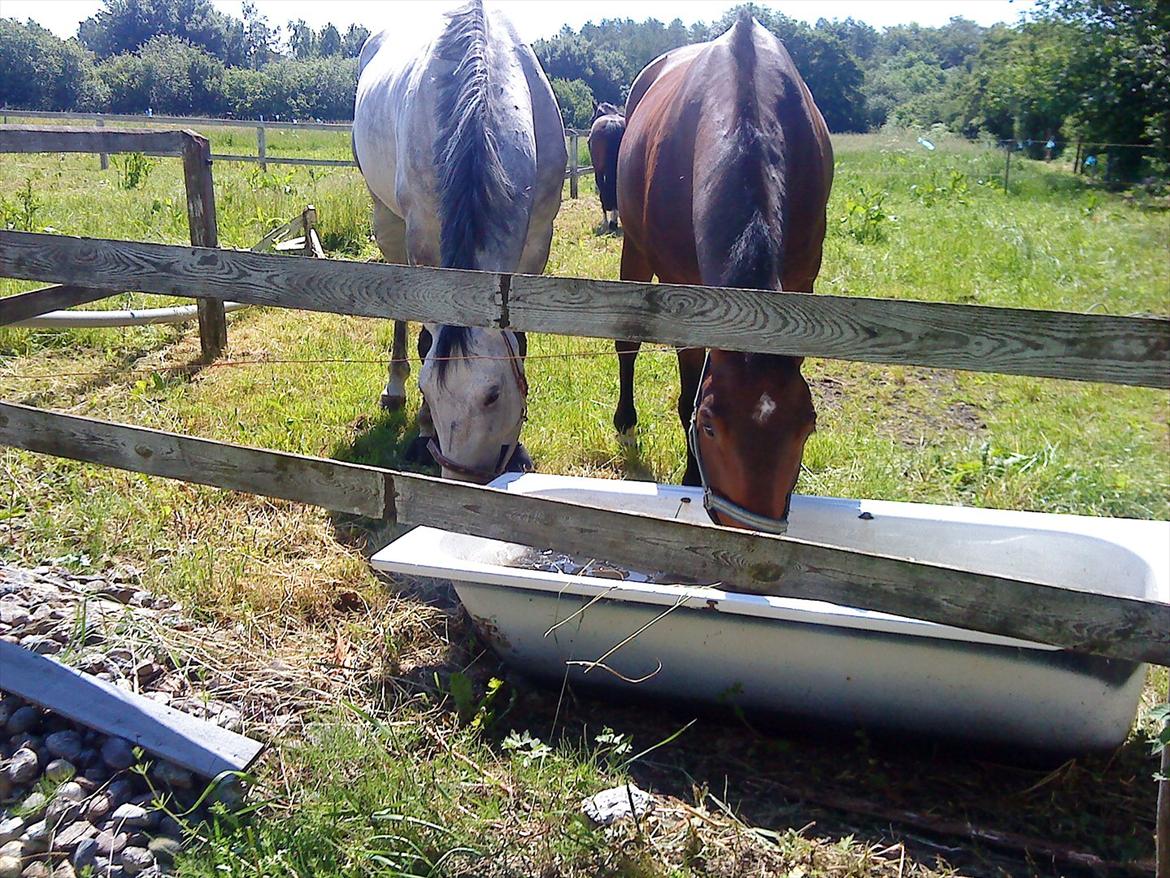 Anden særlig race Santos billede 3