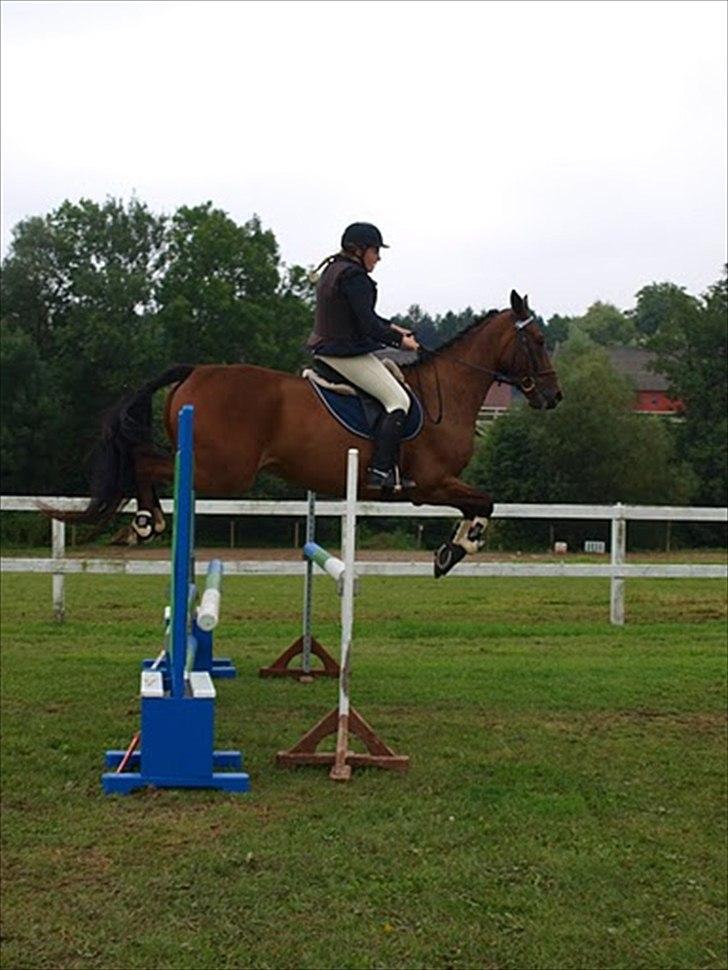 Anden særlig race Santos billede 4