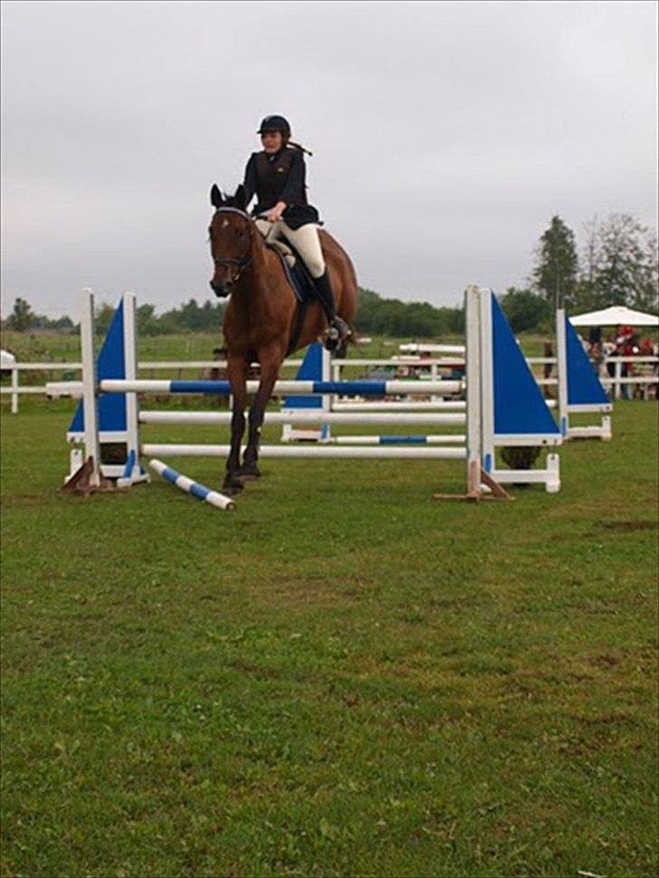 Anden særlig race Santos billede 5