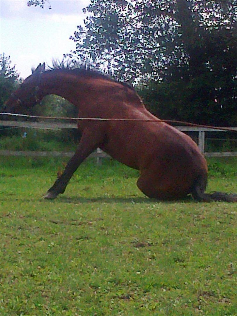 Anden særlig race Santos billede 6