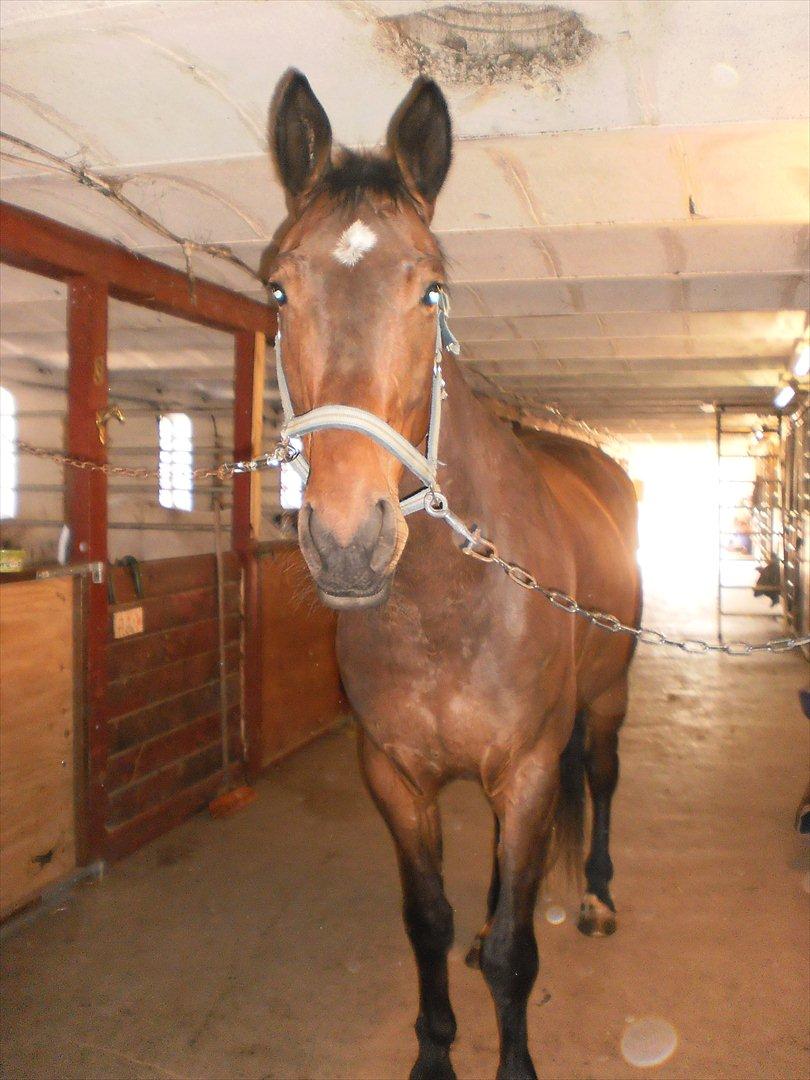 Anden særlig race Santos billede 8