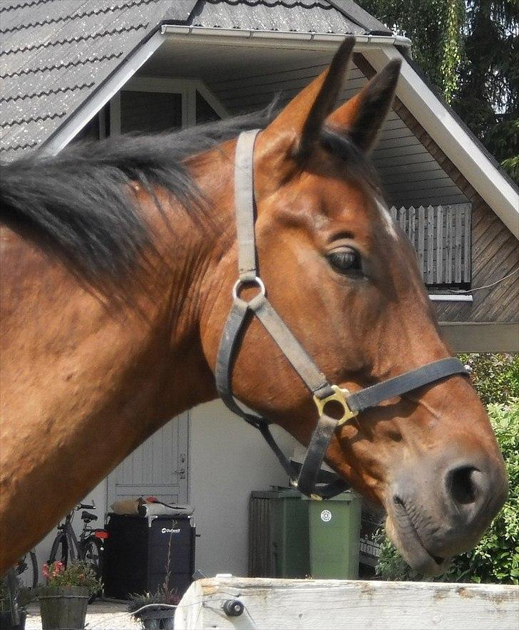 Anden særlig race Santos billede 9