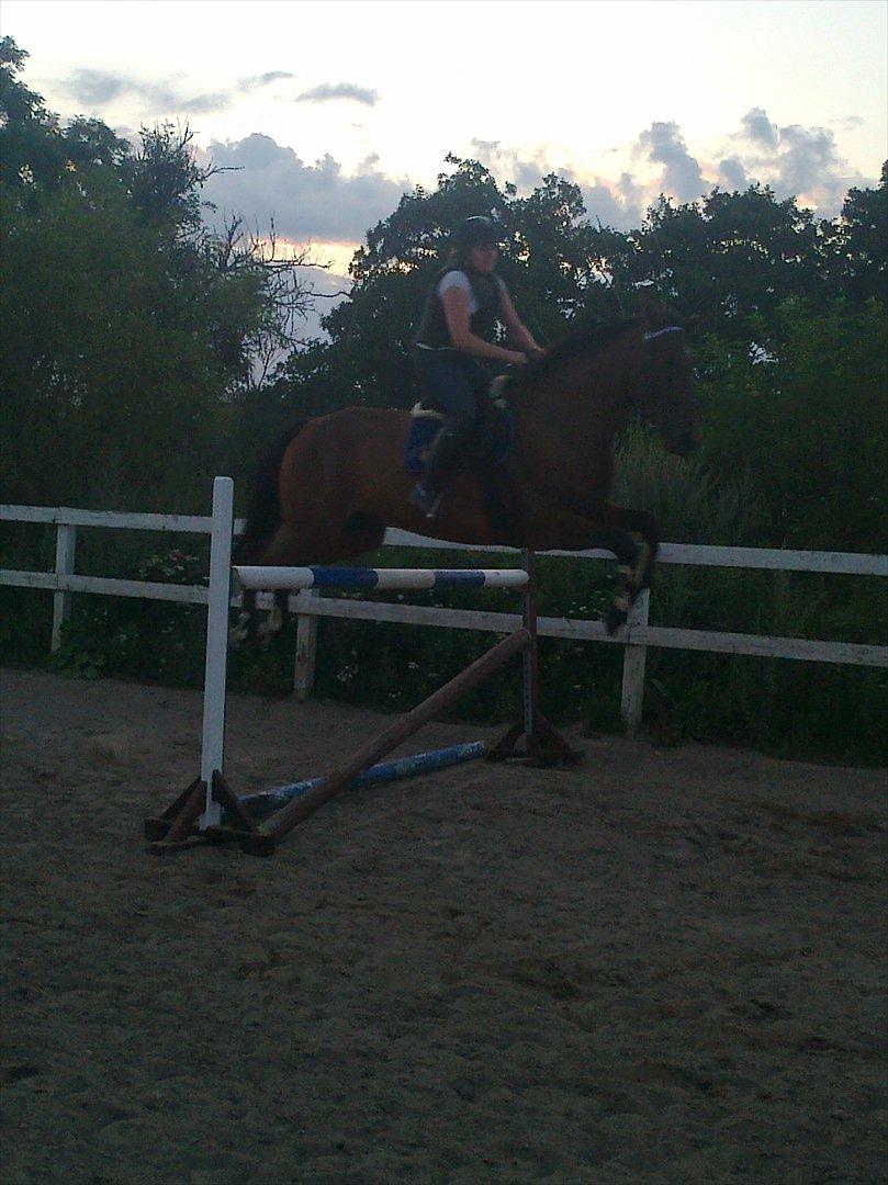 Anden særlig race Santos billede 10