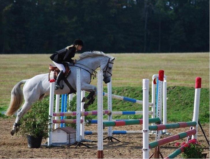 Holstener Quintina  - Ridebane 2 bomme pga. en træt rytter :( = 4 plads <3  billede 13