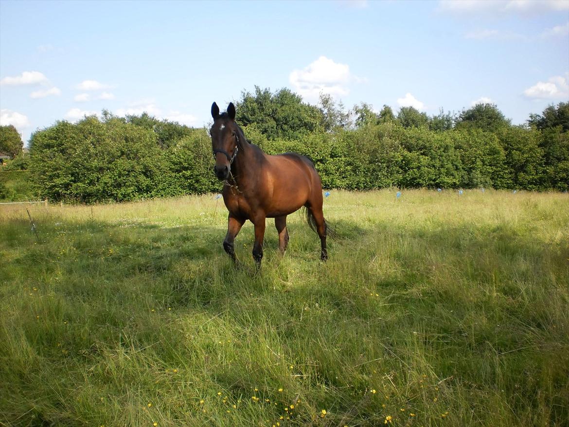 Anden særlig race Santos billede 11