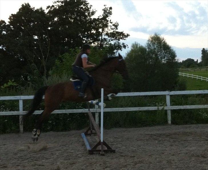 Anden særlig race Santos billede 12