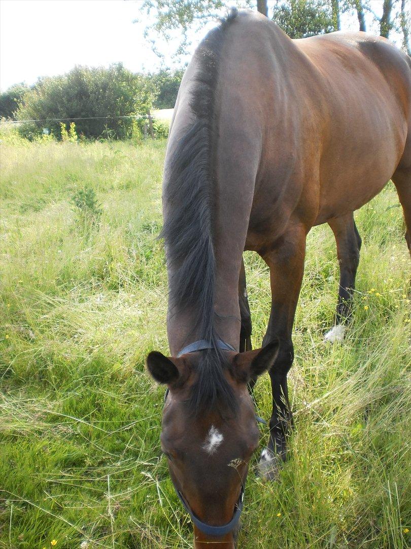 Anden særlig race Santos billede 13