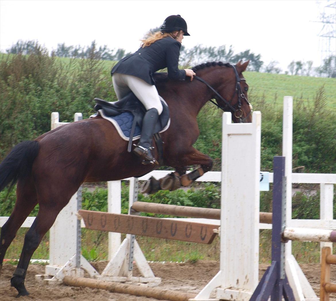 Holstener A Little Lady  billede 19
