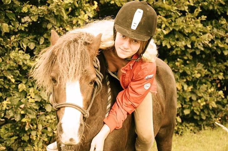 Welsh Mountain (sec A) Mosedalens Kiro-BasseMand - Himmelhest billede 17