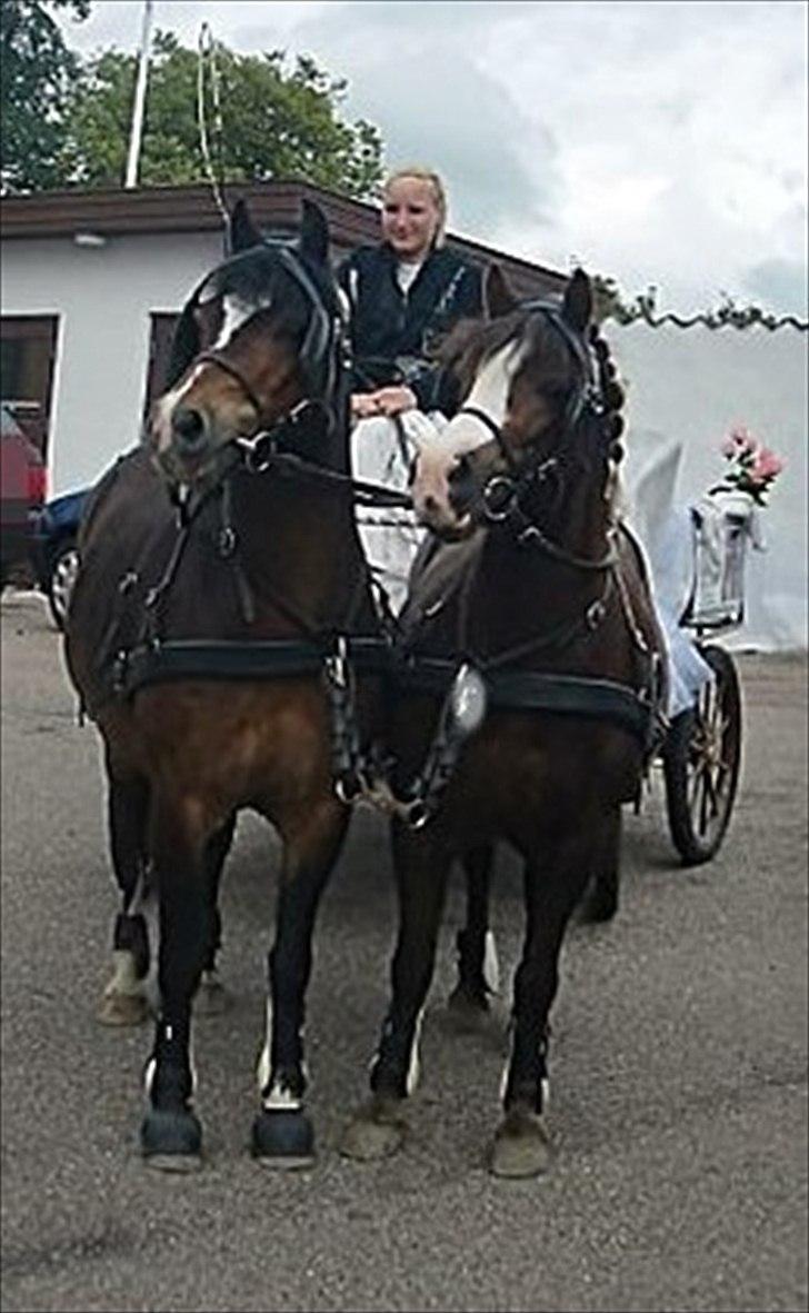 Welsh Mountain (sec A) Mosedalens Kiro-BasseMand - Himmelhest billede 18