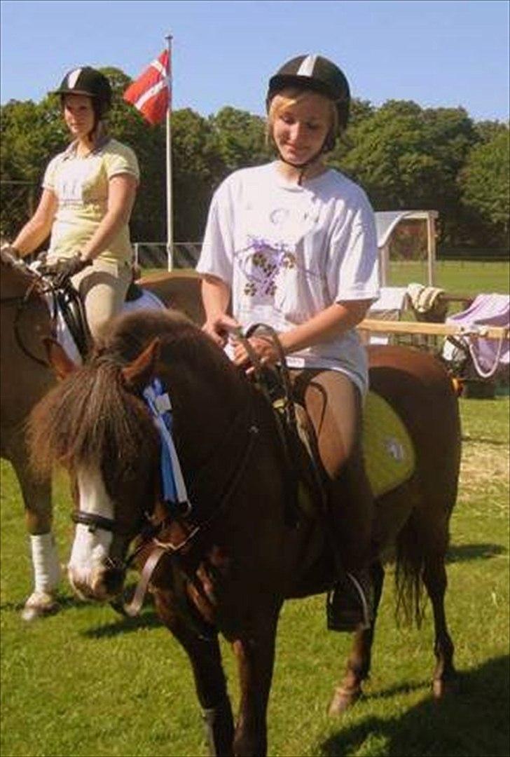 Welsh Mountain (sec A) Mosedalens Kiro-BasseMand - Himmelhest billede 19