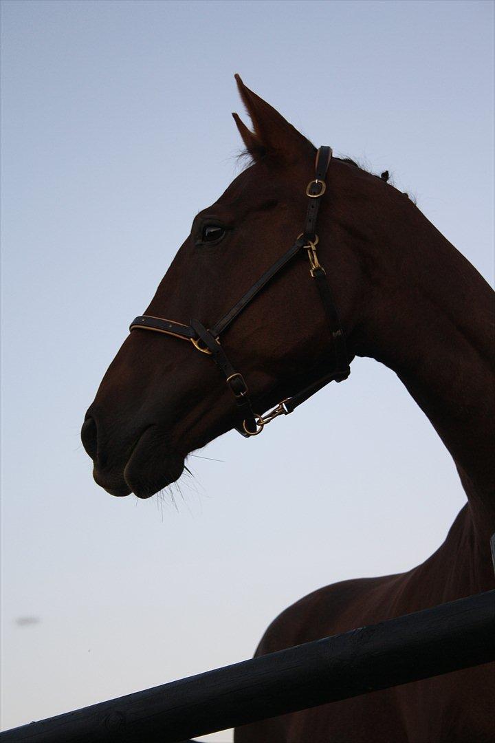 Dansk Varmblod Enghøj's Canti  billede 2