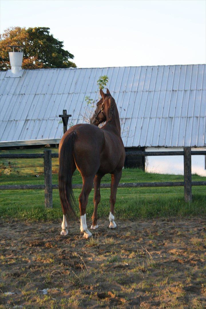 Dansk Varmblod Enghøj's Canti  billede 3
