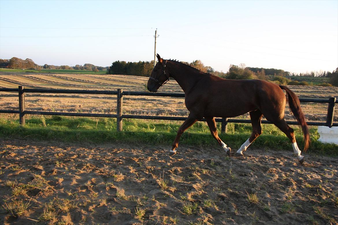 Dansk Varmblod Enghøj's Canti  billede 5