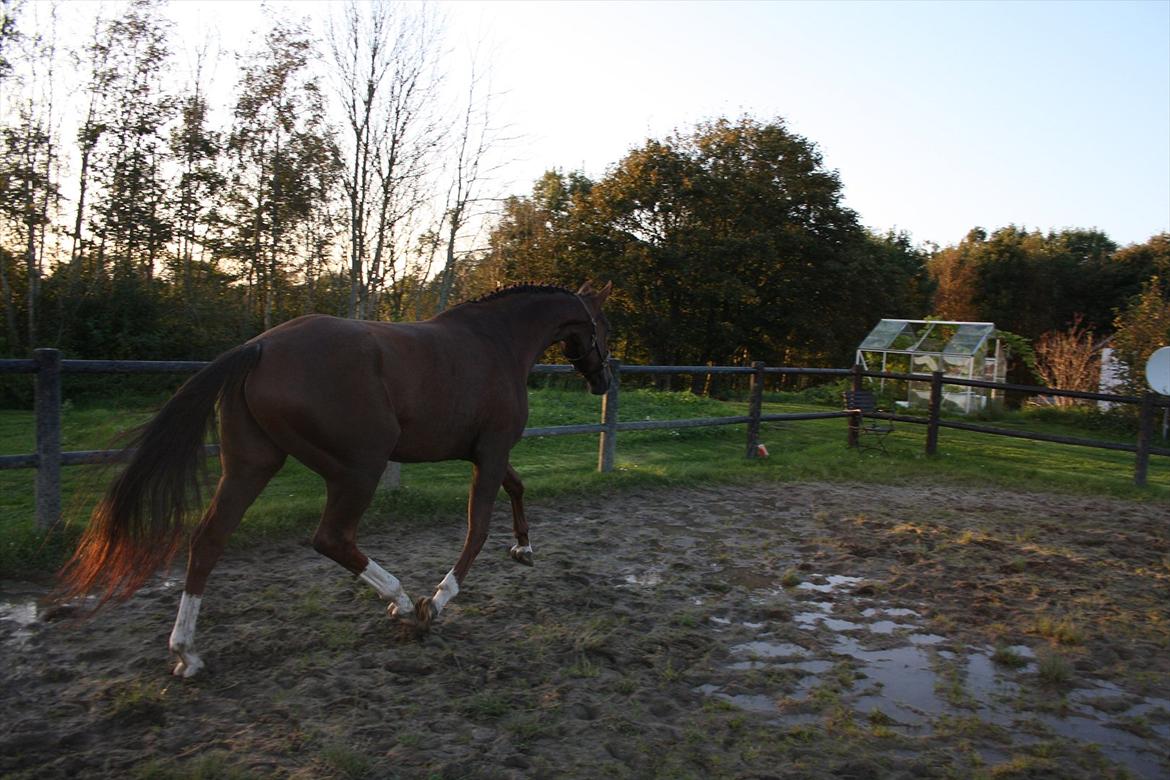Dansk Varmblod Enghøj's Canti  billede 6