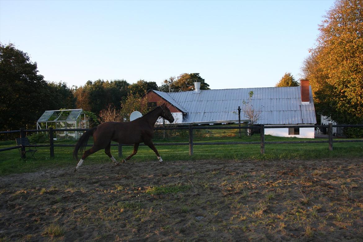 Dansk Varmblod Enghøj's Canti  billede 7