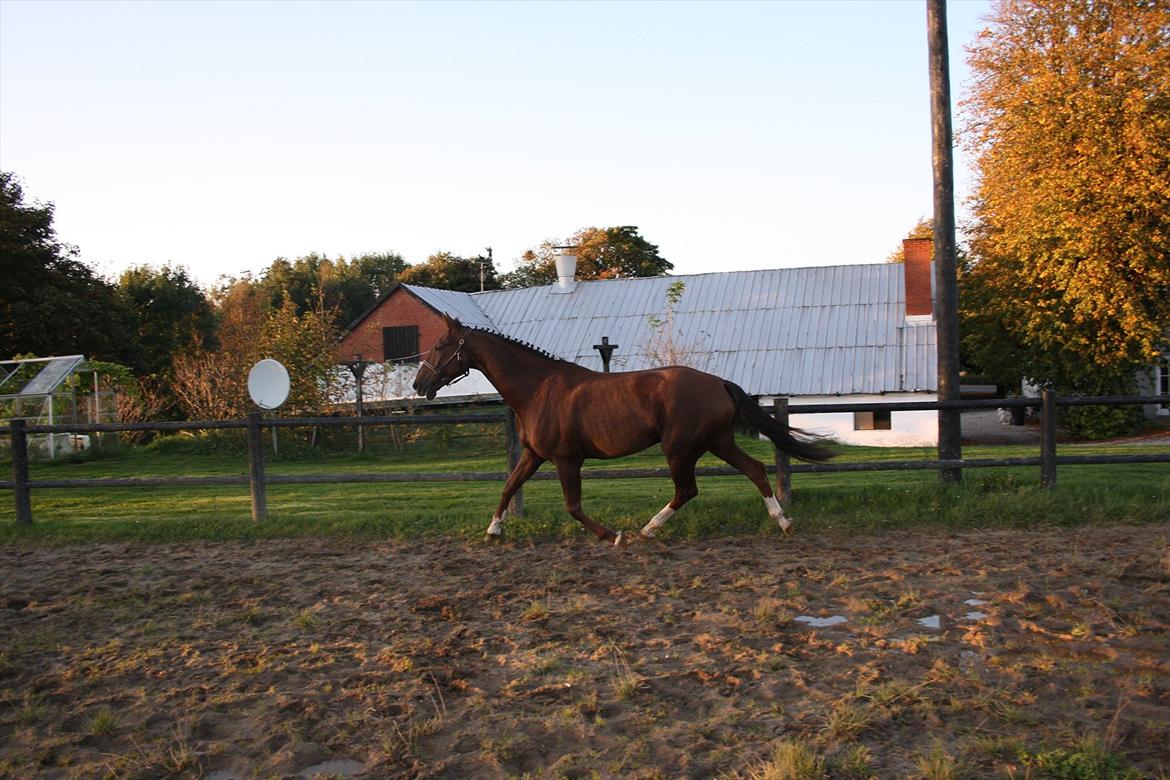 Dansk Varmblod Enghøj's Canti  billede 8