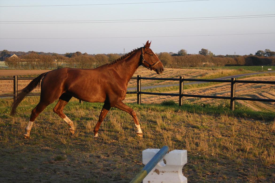 Dansk Varmblod Enghøj's Canti  billede 9