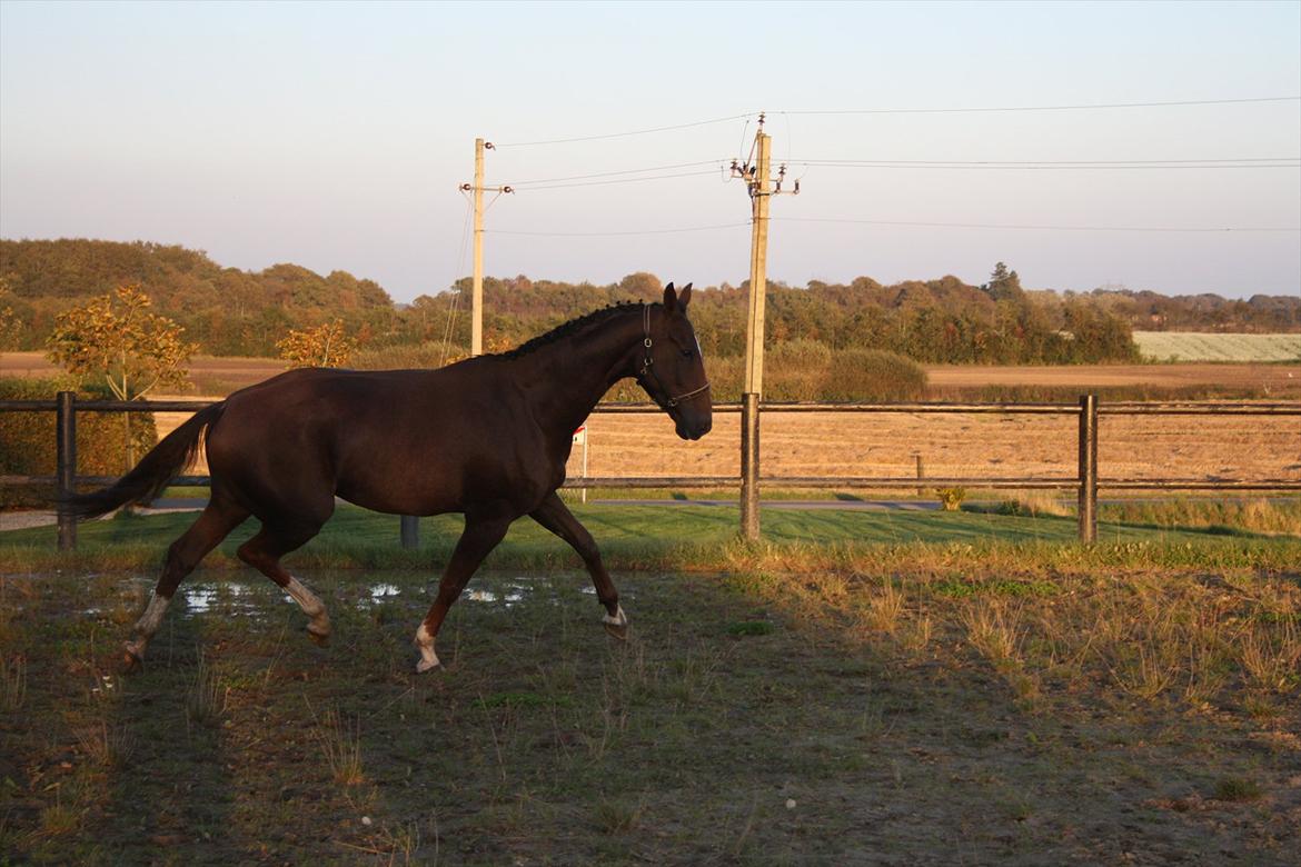 Dansk Varmblod Enghøj's Canti  billede 10