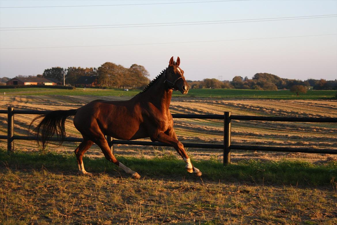 Dansk Varmblod Enghøj's Canti  billede 11