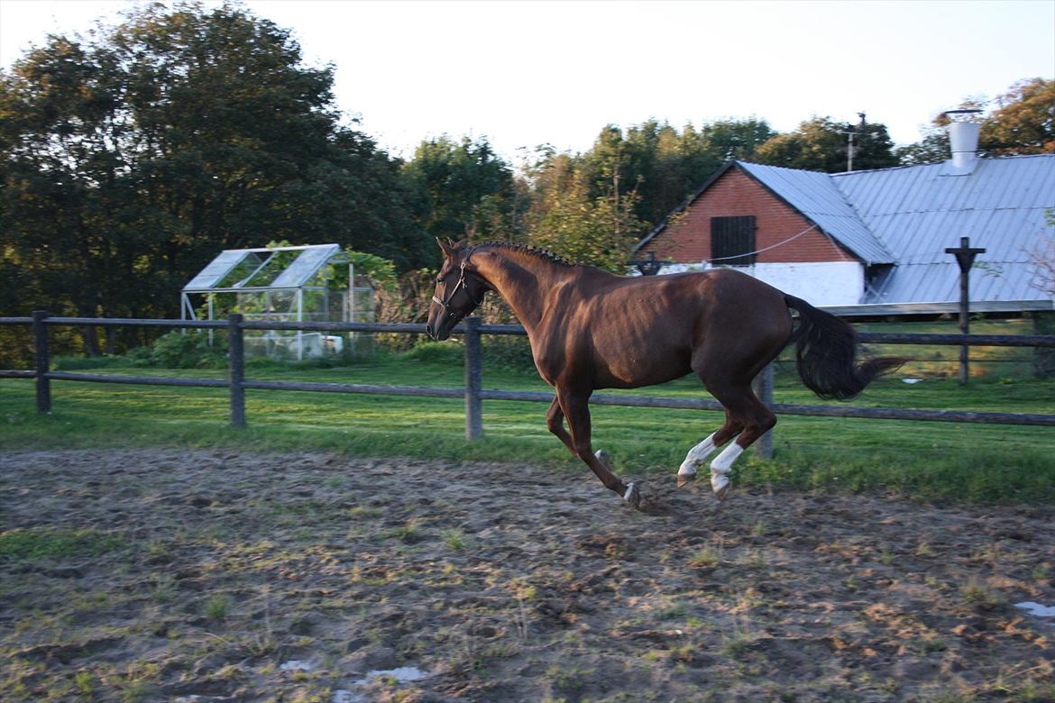 Dansk Varmblod Enghøj's Canti  billede 12
