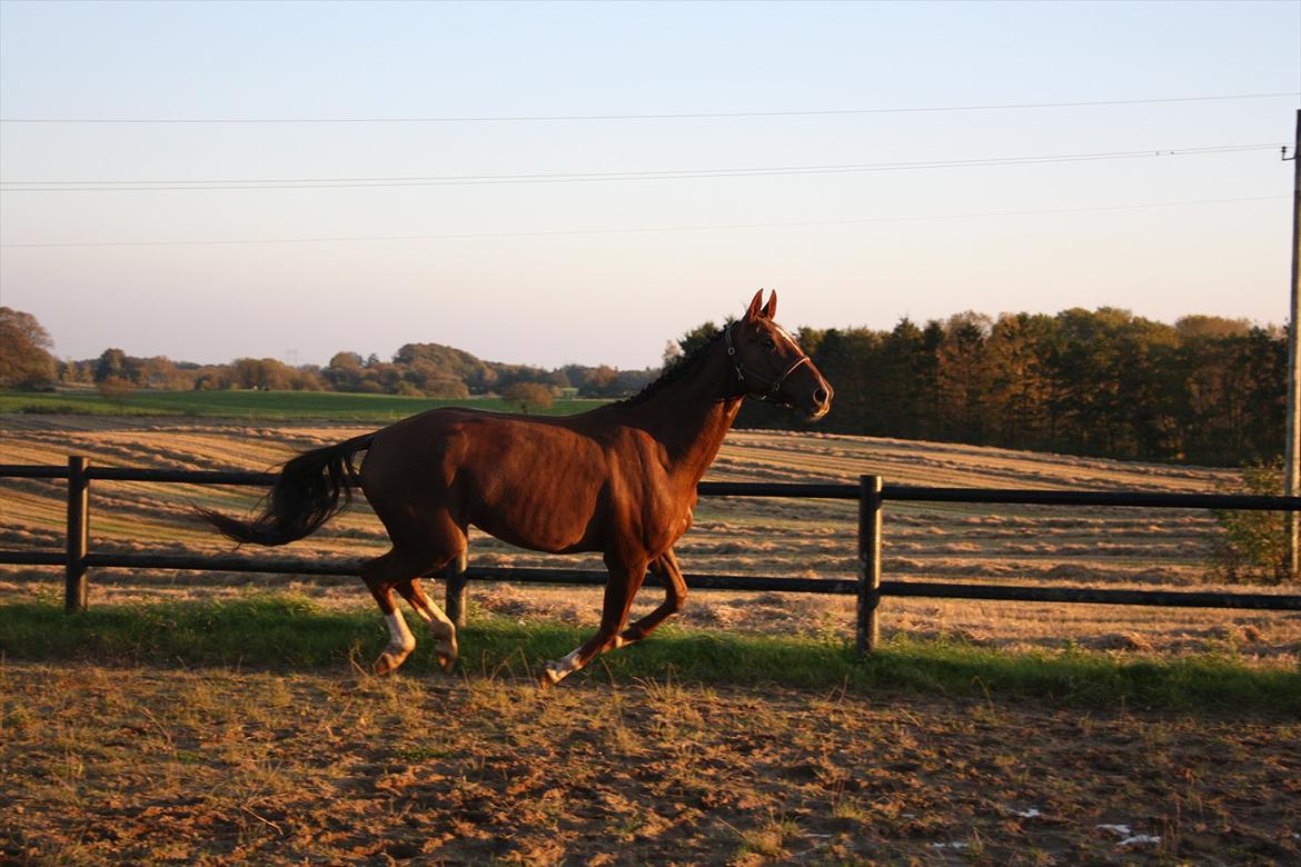 Dansk Varmblod Enghøj's Canti  billede 13