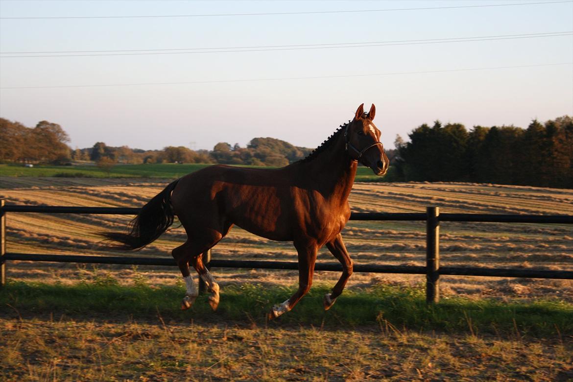 Dansk Varmblod Enghøj's Canti  billede 14