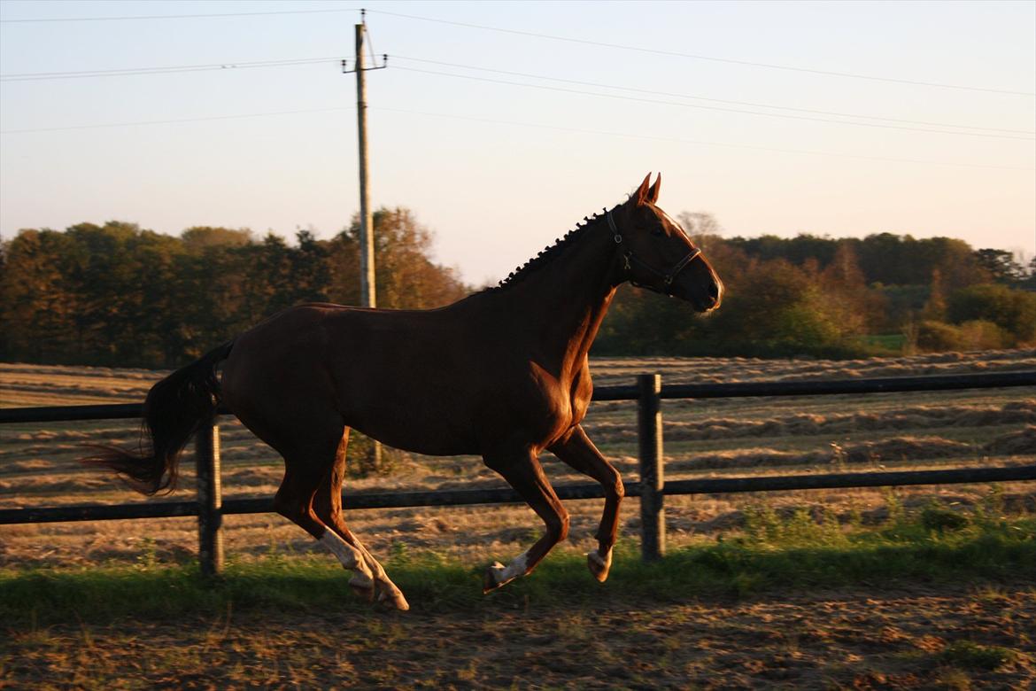Dansk Varmblod Enghøj's Canti  billede 15