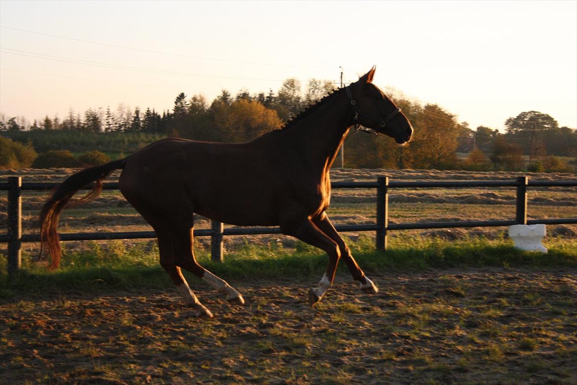 Dansk Varmblod Enghøj's Canti  billede 16