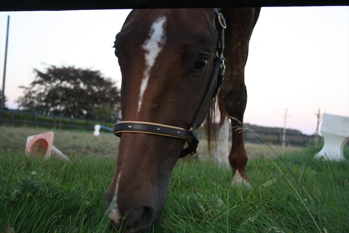 Dansk Varmblod Enghøj's Canti  billede 1