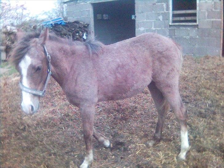 Arabisk fuldblod (OX) Picasso - (Solgt) - Da han var følle bølle.  billede 14