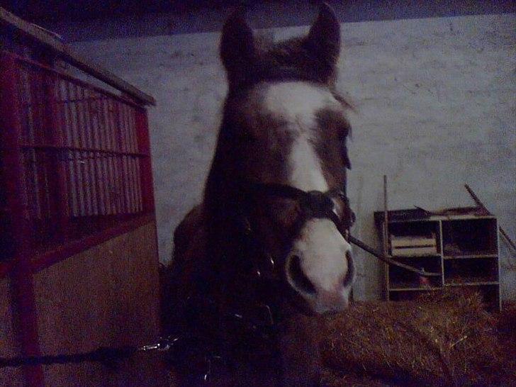 Arabisk fuldblod (OX) Picasso - (Solgt) - Første gang med hovedetøj :)
Et lidt mørkt billede.  billede 15