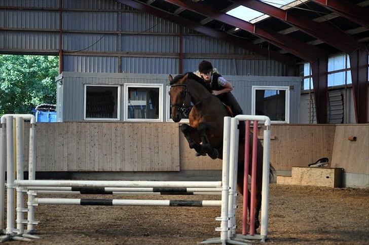 Svensk Varmblod A-tack - Træning ved Hans H. billede 6