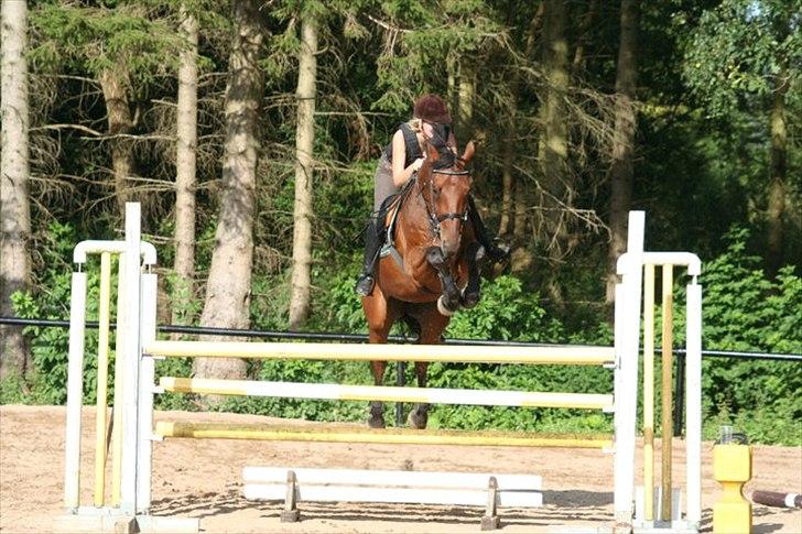 Svensk Varmblod A-tack - Summer love on you. billede 7