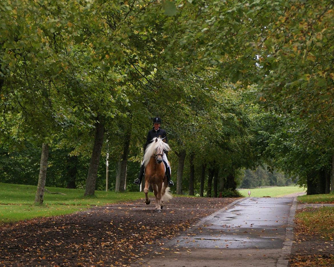 Haflinger Nickleback (Notting Hill) billede 10