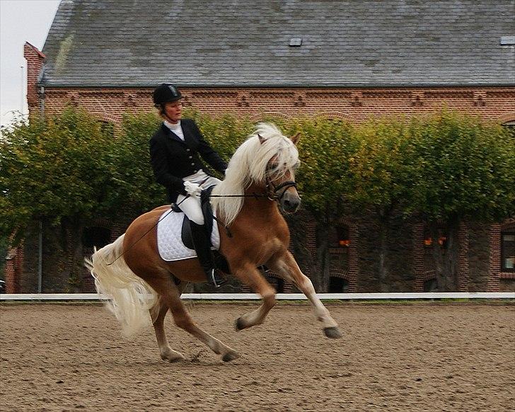 Haflinger Nickleback (Notting Hill) billede 11