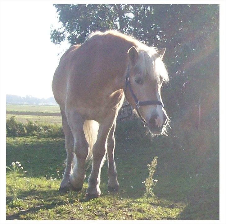 Tyroler Haflinger Nuser. billede 17