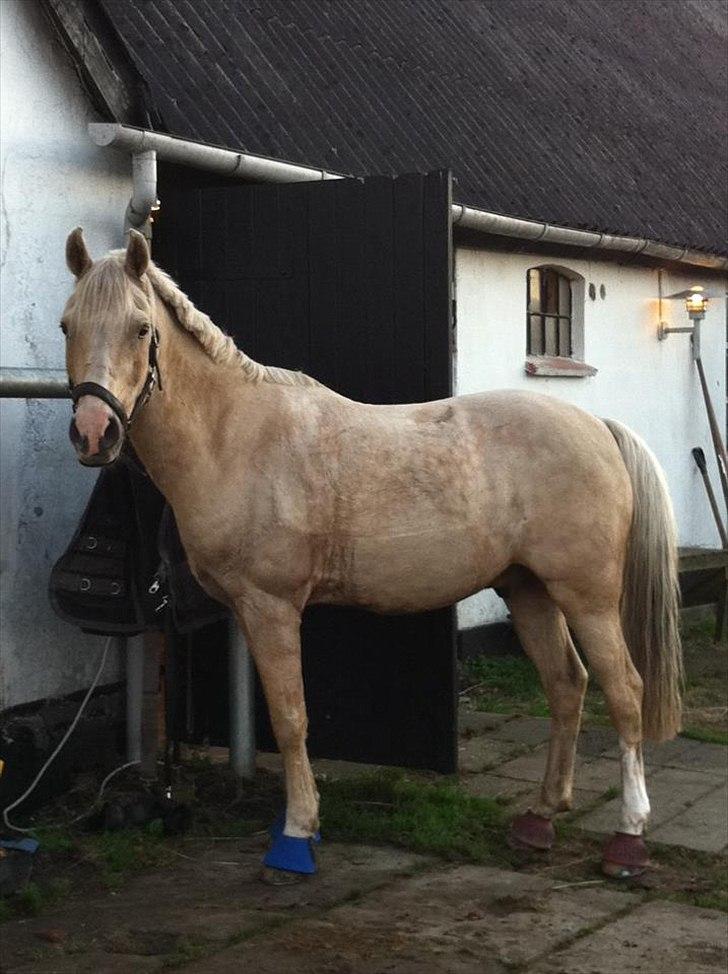 Anden særlig race WILD SECRET. BLINKENDE STJERNE - 29/09-2011 ,.. i mine øjne perfekt!! billede 9