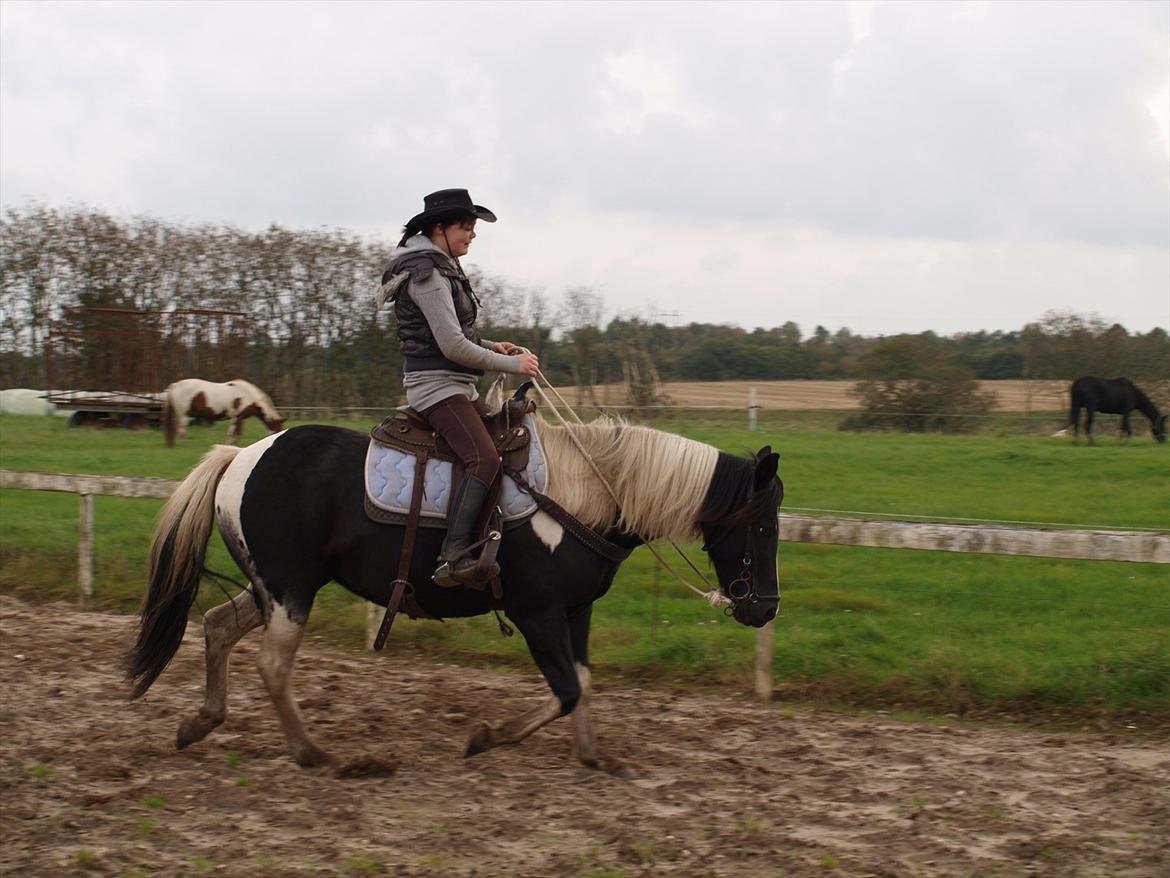 Pinto Solvangs Prinsesse Dina billede 18