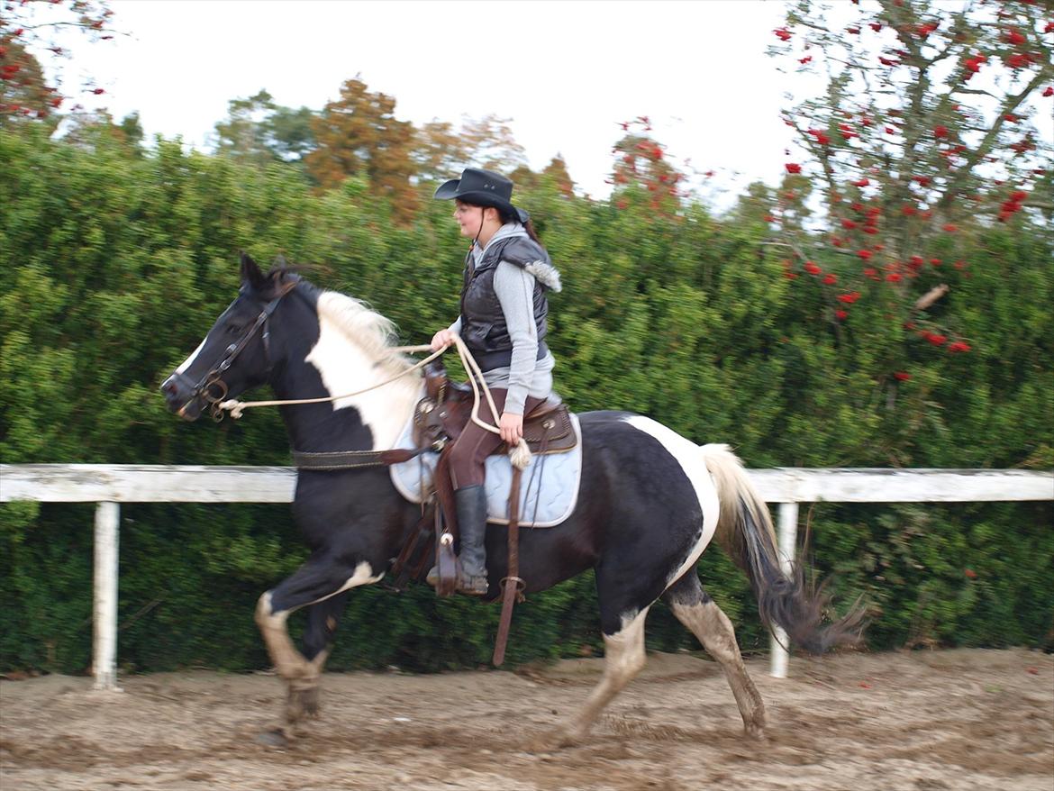 Pinto Solvangs Prinsesse Dina billede 19