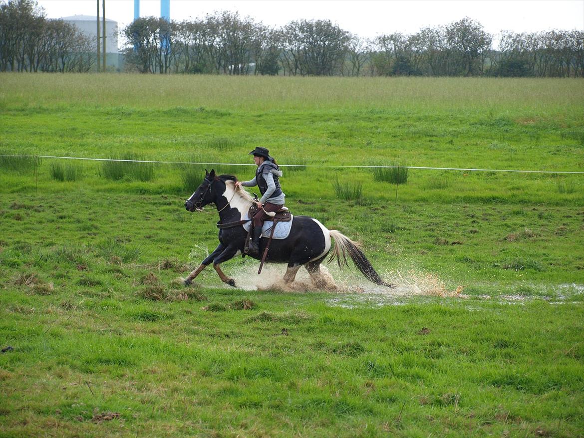 Pinto Solvangs Prinsesse Dina billede 20