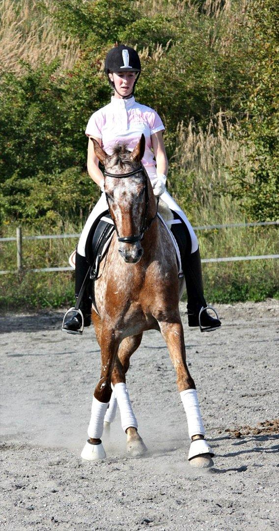 Knabstrupper Hoffgaards Anton - FOTO: Bianca Lyberth billede 12