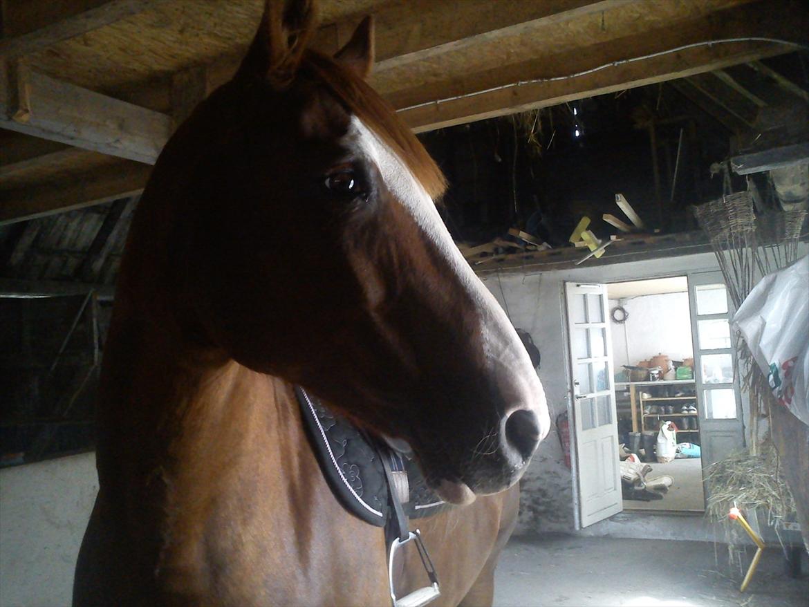 Anden særlig race Isabella (Issa) <3 Solgt :'( billede 31