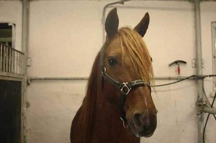 Anden særlig race Lundgaards Chivas Regal - (7) Bette pony :-*. || d. 22/9 2011 || Foto; Josefine. billede 7