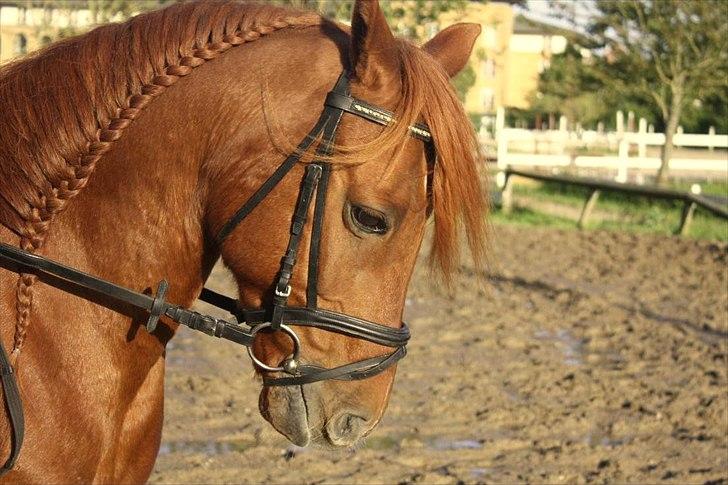Anden særlig race Lundgaards Chivas Regal - (1) Velkommen til Chivas' profil ;-). || d. 22/9 2011 || Foto; Josefine. billede 1