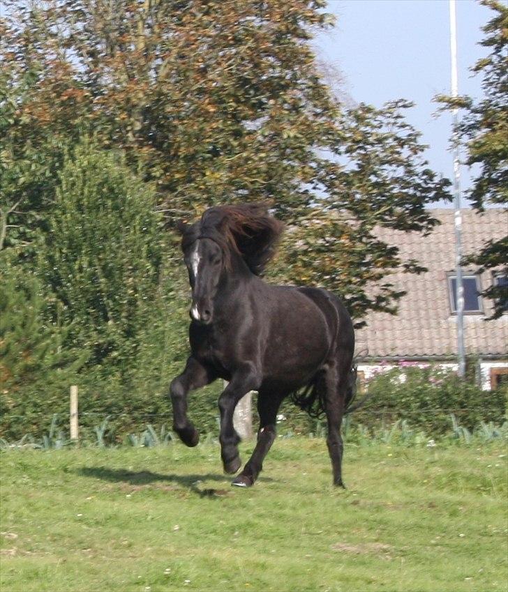 Islænder Ari fra Sysselhaven - Smukke hyp.... ;-) billede 15