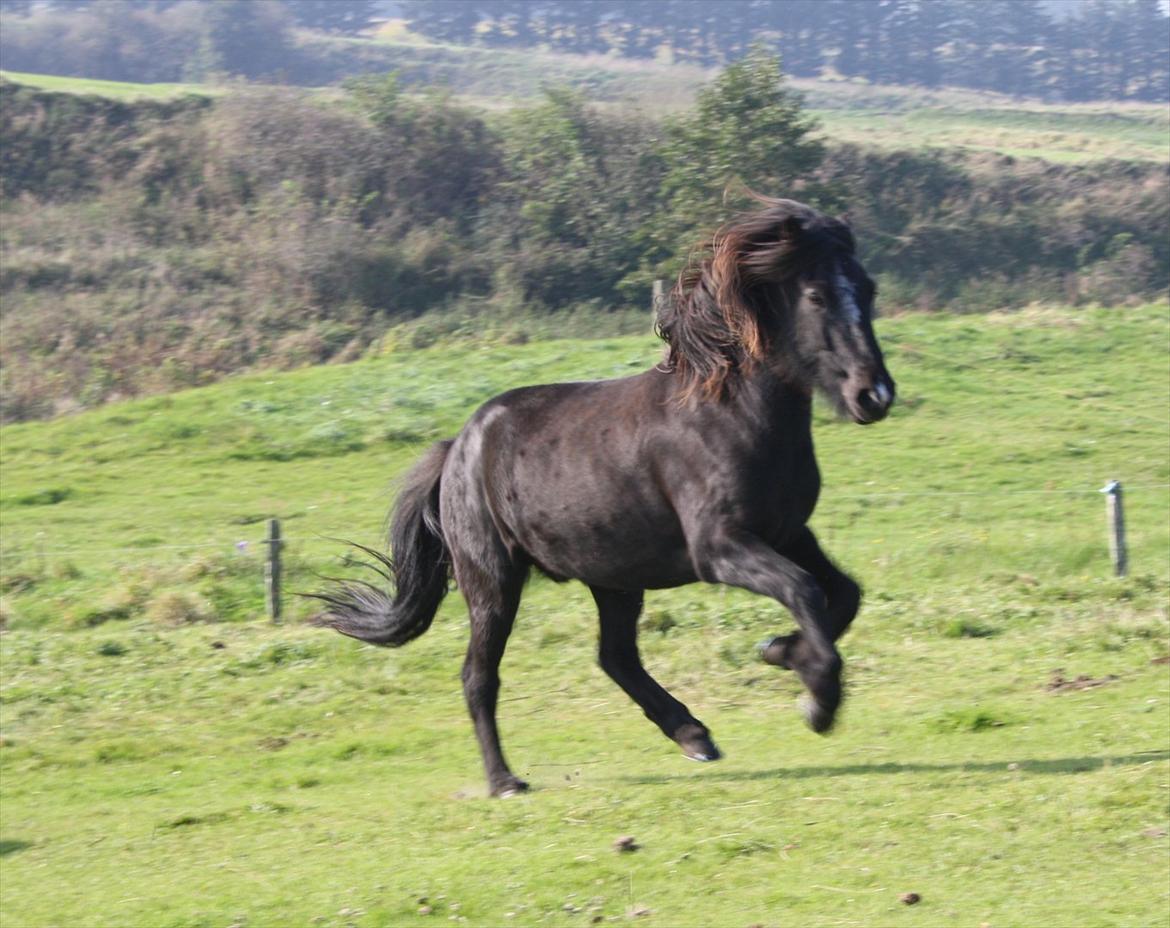 Islænder Ari fra Sysselhaven - Op af bakke ;-) billede 16
