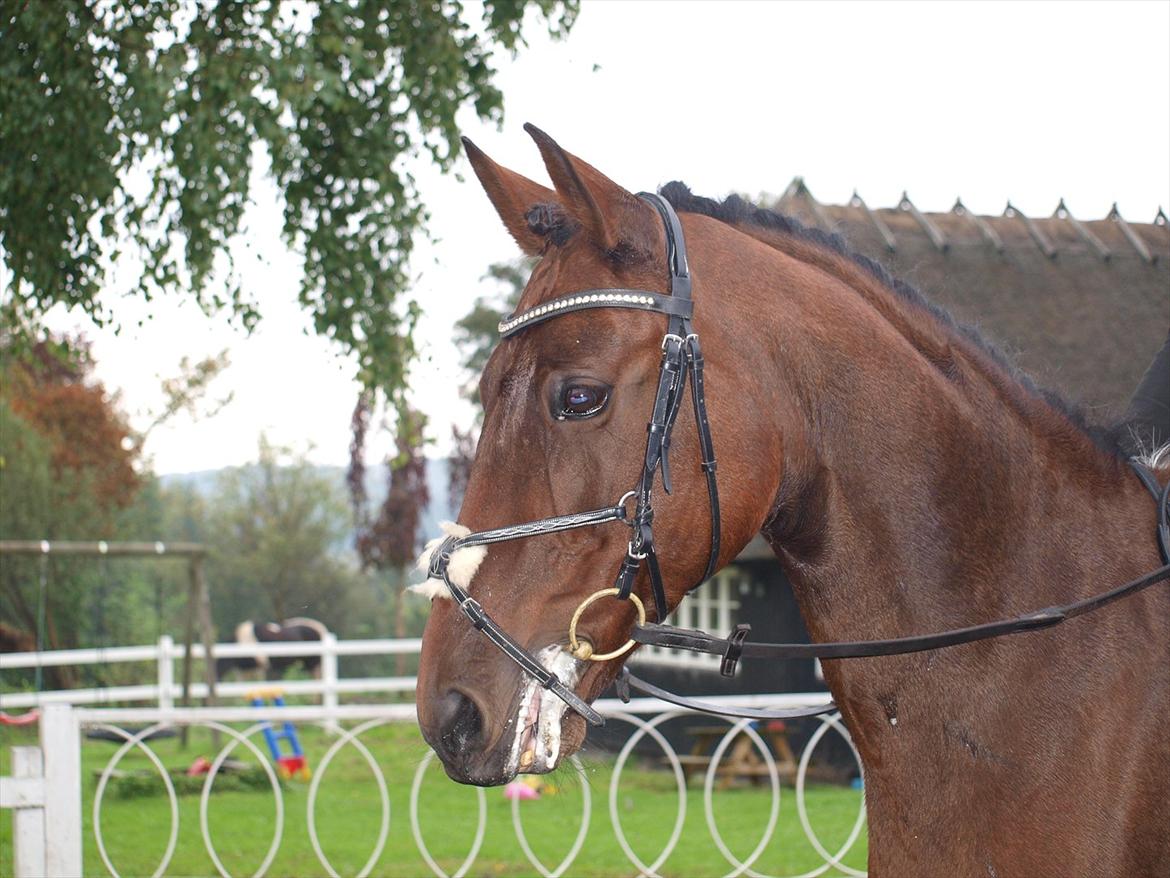 Holstener A Little Lady  billede 20