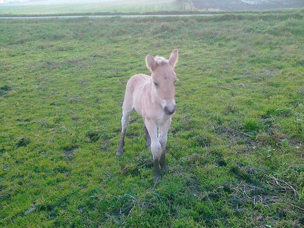 Anden særlig race dixie billede 6